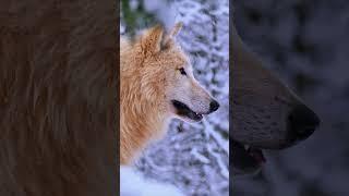 Witness the resilience of an Arctic wolf as it faces a snow blizzard.