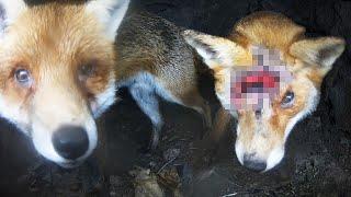 Red Foxes Resume Courtship Despite Vixen's Ugly Injury | Discover Wildlife | Robert E Fuller