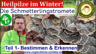 Die Schmetterlingstramete! Sicher erkennen & bestimmen - Heilpilze im Winterwald Dezember 2022