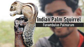 Indian Palm Squirrel |A-z information| Hindi