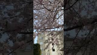 Chiba hanamigawa cherry blossom japan