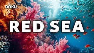 Red Sea (marine documentary from 2016 | Red Sea | completely in German)