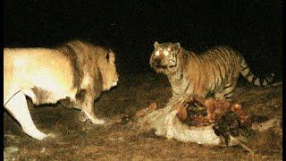 Male siberian tiger want to kill male lion who is provoke him