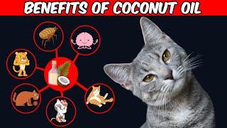 13 Amazing Benefits Of Coconut Oil For Cats | Every Cat Owner Must Know These!