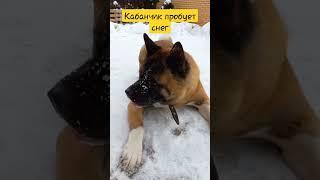 Смартик кушает снег!#shorts