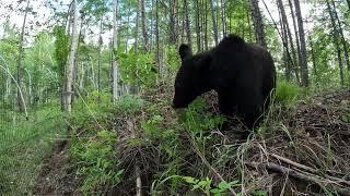 У медведей со страху дух захватило.