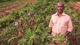 കപ്പ തഴച്ച് വളരും ഇപ്രകാരം കൃഷി ചെയ്താൽ | Tapioca Cultivation In Malayalam | Kappa Krishi