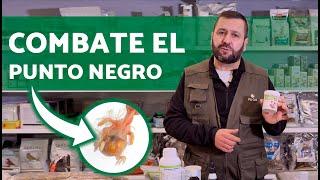 PROBLEMAS durante la CRÍA de Aves  El Punto Negro: Causas y SOLUCIONES