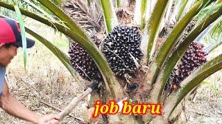 panen sawit  pokok rendah kawasan terbaru