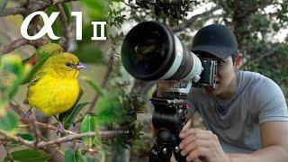 Sony A1ii - First Wildlife Photography Mission - Photographing Hawaiian Honeycreepers