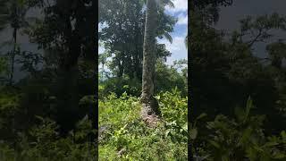 Hike for a Cause ️ #dayhike #foracause #backtoschool #carcarcebu #coconut #hiking #cardio #walk