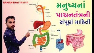 Human Digestive System In Gujarati (pachantantra)