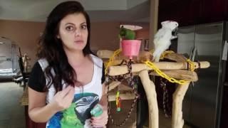 How to Potty Train your Parrot | PARRONT TIP TUESDAY