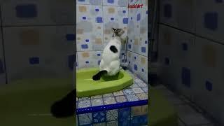 Kucing pipis di toilet, kucing lucu, kucing pintar