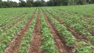 GTHH 49 BGII COTTON CROP  OF 30 DAYS PLANTED IN HDPS WITH DRIP IRRIGATION