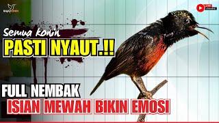 MASTERAN KONIN GACOR FULL ISIAN NEMBAK !! COCOK UNTUK PANCINGAN KOLIBRI NINJA AGAR CEPAT EMOSI