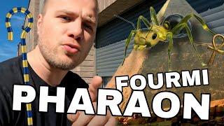 Comment se débarrasser des fourmis pharaons ? (et des fourmis en général)