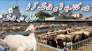 Biggest Turkish Dumba and Sheep Farm ll Profitable Business idea #farming #sheep #goat