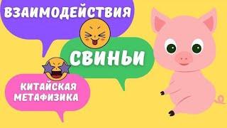 Все взаимодействия земной ветви Свинья с другими зверьками в карте бацзы. Столкновения, вред, пробой