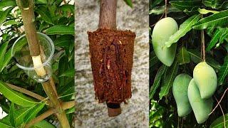 How to Air Layering Mango treeEasy method to grow mango tree from cuttings at home