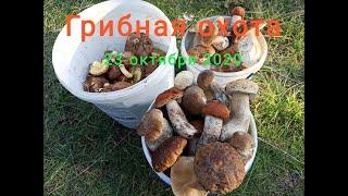 Поездка за грибами 23 октября 2020г. Разнообразие грибов. Много БЕЛЫХ! Наши первые подосиновики!!!