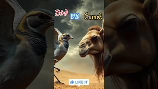 Bird vs Camel ||🫣 #viralshort #viralshorts #trending #animals #fusion #hybrid #monsternazim