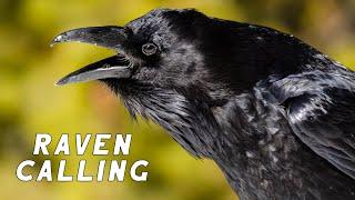 RAVEN CALLS | Alberta Wildlife Behaviour