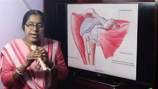 Lecture On Humerus