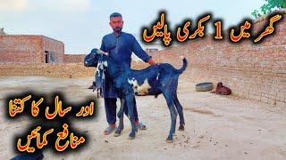 What Is Profit Of 1 Goat In 1 Year - Beetal Goat Farming