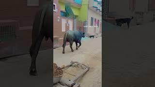 panchayati murrah bull#haryana #haryanvi #kisan #farmer #animals #animal #rohtak #desi #village