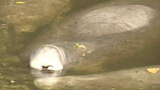 Merritt Island park now a ‘manatee graveyard’ as Florida sea cows starve to death