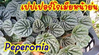 เปปเปอร์โรเมียหน้าย่น Peperomia Caperata แปลกน่ารัก ไม้ฟอกอากาศห้ามพลาด