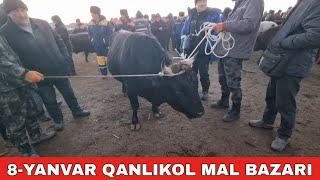 8-ЯНВАРЬ/КАНЛЫКОЛ МАЛ БАЗАРЫ/СКОТНЫЙ РЫНОК/BUQALAR/BIG BULLS IN THE WORLD/BIG COW