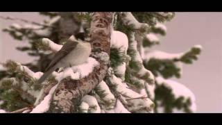 Mountain Moment: Gray Jay