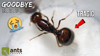 Saying Goodbye to My Fire Ant Queen | She Will Die Now