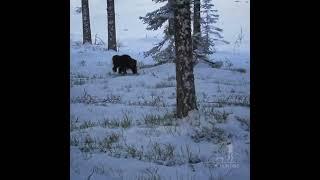 WOLVERINE ENCOUNTER! Bird hunter encounters a wolverine at 10 meters.