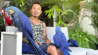 WARNING! My Macaws got ATTACKED! SKY WAR! HIGH SPEED CHASE