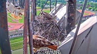 N2 Follows Big Red To Cornell Hawks Nest For A Meal, Arthur Offers Second Breakfast – June 14, 2024