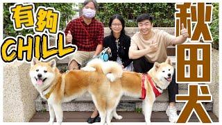 【犬の系列】誰能比牠Chill!!日本國寶 #秋田犬，忠心強壯又勇敢的山獵犬，天然防水腳掌暗藏功能！AKITA｜@熊爸估狗dogtrainer