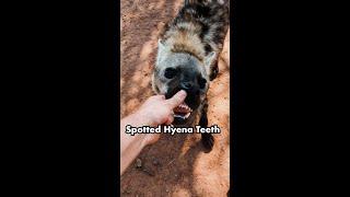 HYENAS TEETH #shorts