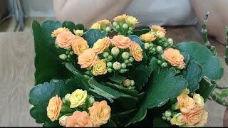 Kalanchoe ,How we can protect Kalanchoe in winter?