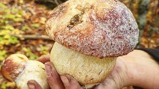 Funghi porcini /Boletus pinophilus 2024 - Masterpieces of nature from the Carpathian mountains