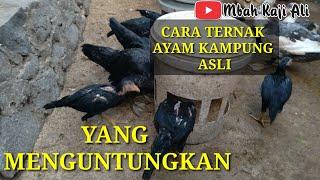 CARA TERNAK AYAM KAMPUNG YANG MENGUNTUNGKAN