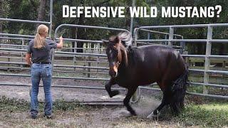 Defensive Wild Mustang? | Buffalo Hills 2024