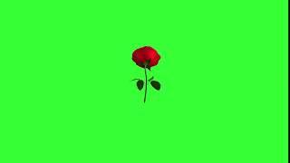 rose turn table free green screen effect