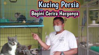 PaSar Baritoini harga Kucing persia