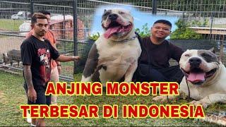 GREBEK KANDANG SUPER BULL JAMBI ‼️ ANJING MONSTER TERBESAR DI INDONESIA