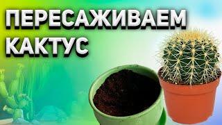 Как пересадить кактус. Пересаживаем кактус Эхинокактус Грузони. Echinocactus Grusonii