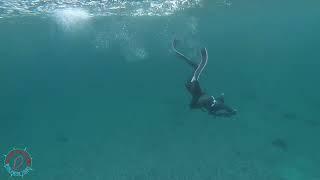 Halibut.  Underwater beauty of Norway.  Палтус. Норвегия. Подводная красота.