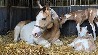 Best funniest horses of the week - Funny And Cute horses Video Compilation 2024 #24